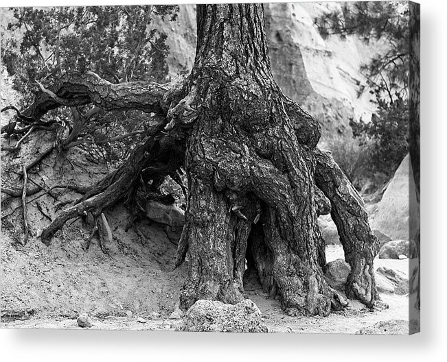 Tent Rocks Acrylic Print featuring the photograph Ponderosa Pine Roots - Kasha-Katuwe Tent Rocks by Steven Ralser
