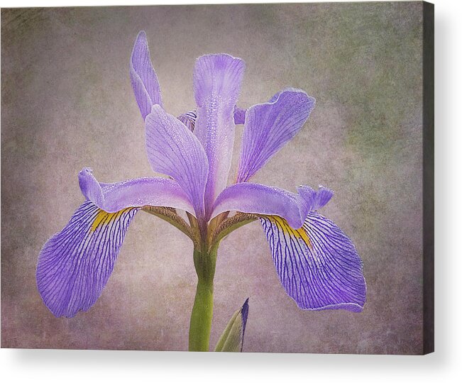 Iris Acrylic Print featuring the photograph Purple Flag Iris by Patti Deters