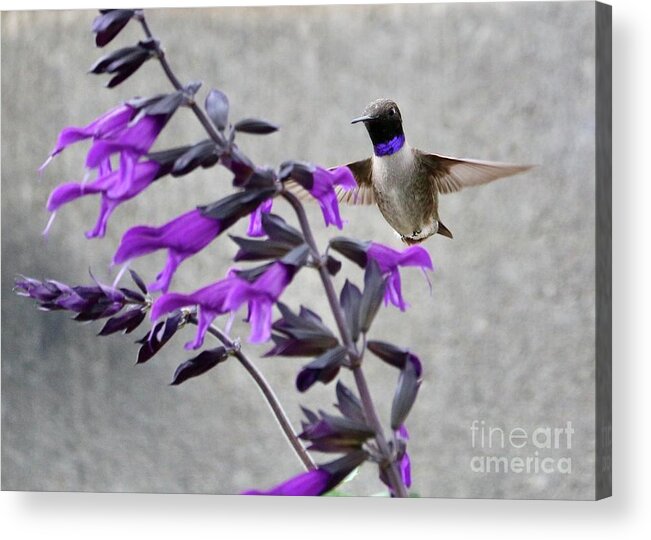 Black-chinned Hummingbirds Acrylic Print featuring the photograph Purple Flowers and Purple Feathers by Carol Groenen