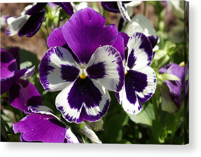  Acrylic Print featuring the photograph Purple Pansy by Heather E Harman