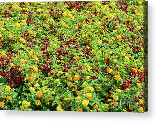 British Columbia Acrylic Print featuring the photograph Red and Yellow Garden Patch by Nancy Gleason