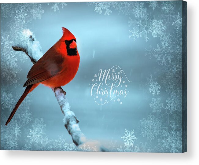 Bird Acrylic Print featuring the photograph Red Bird Christmas by Cathy Kovarik