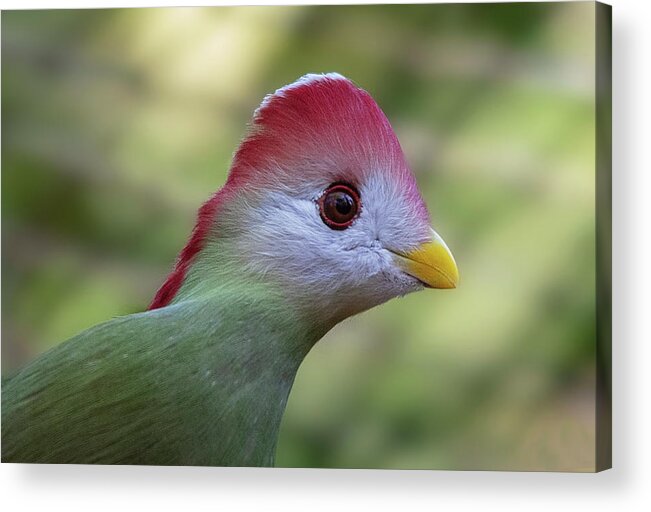 Turaco Acrylic Print featuring the photograph Red-crested Turaco by Gareth Parkes