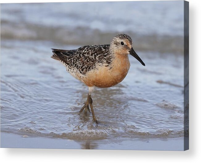 Red Knot Acrylic Print featuring the photograph Red Knot by Mingming Jiang