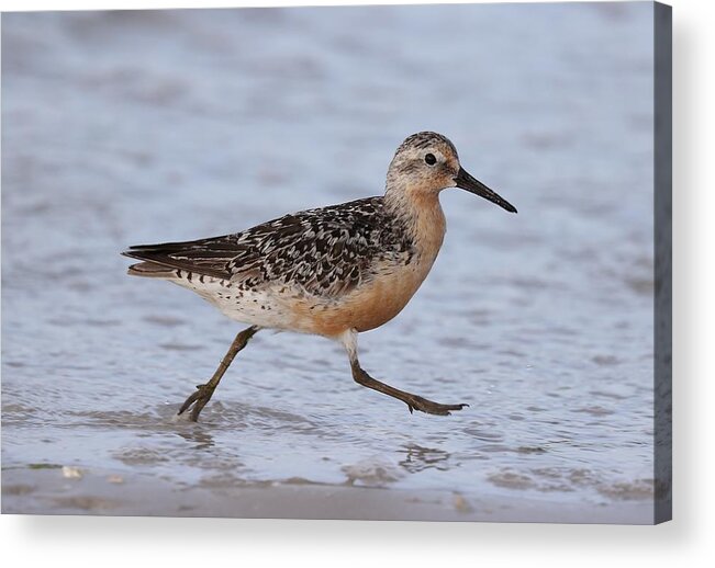 Red Knot Acrylic Print featuring the photograph Red Knot on the Run by Mingming Jiang