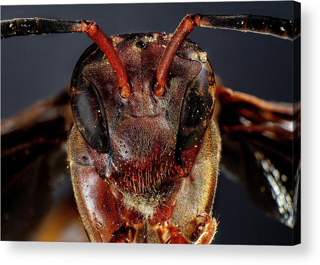 Wasp Acrylic Print featuring the photograph Red Paper Wasp by Jason Walthall