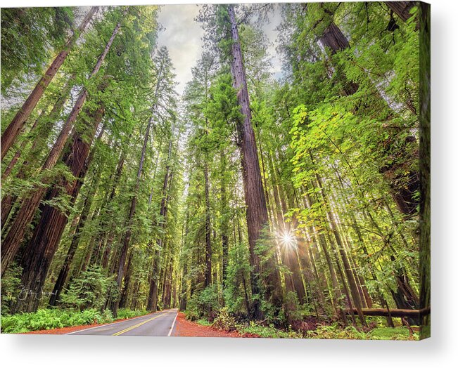 California Acrylic Print featuring the photograph Redwood Forest Road by Beth Sargent