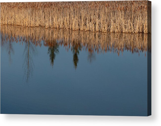 Reflections Acrylic Print featuring the photograph Reflections On A Wetland Lake by Karen Rispin