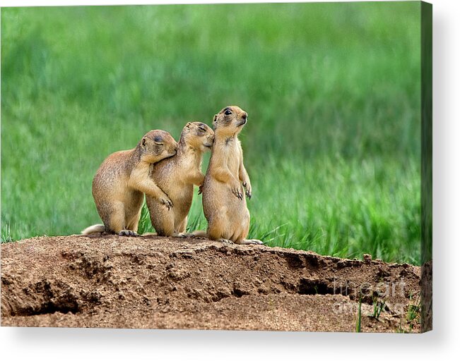 Utah Prairie Dogs Acrylic Print featuring the photograph Relaxing Utah Prairie Dogs Cynomys Parvidens Wild Utah by Dave Welling
