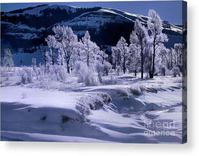 Dave Welling Acrylic Print featuring the photograph Rime Ice On Trees Lamar Valley Yellowstone National Park by Dave Welling