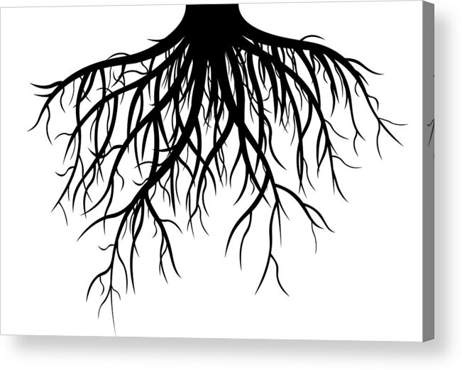 Cut Out Acrylic Print featuring the drawing Roots by Leontura