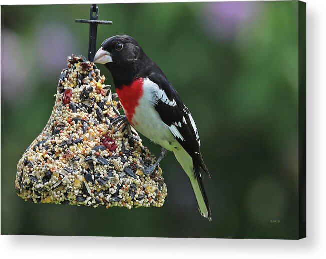Wild Birds Acrylic Print featuring the photograph Rose Breasted Grosbeak 3 by Terry Cork