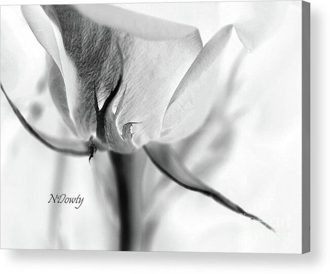 Rose Sepal Bw Acrylic Print featuring the photograph Rose Sepal BW by Natalie Dowty
