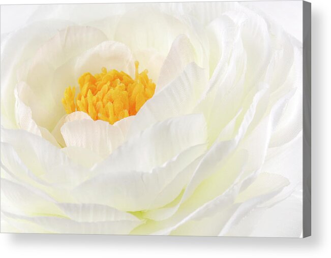 Ranunculus Acrylic Print featuring the photograph Rununculus Buttercup white flower macro by Severija Kirilovaite