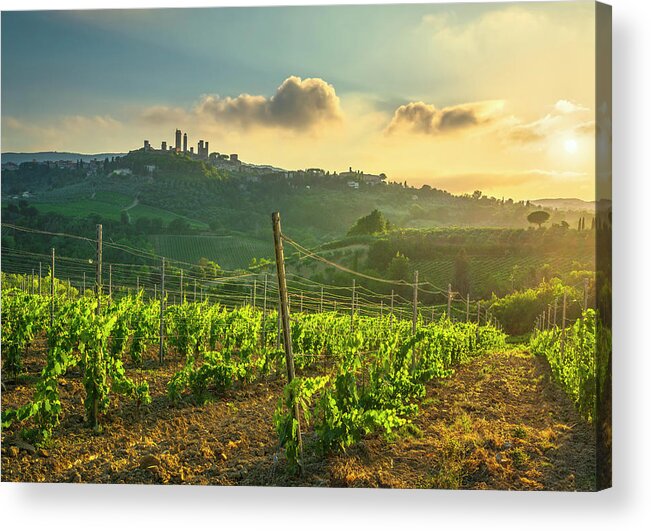 Gimignano Acrylic Print featuring the photograph San Gimignano Vernaccia wine vineyards by Stefano Orazzini