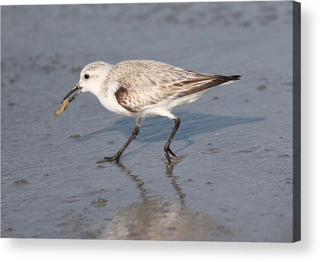 Sanderlings Acrylic Print featuring the photograph Sanderling by Mingming Jiang