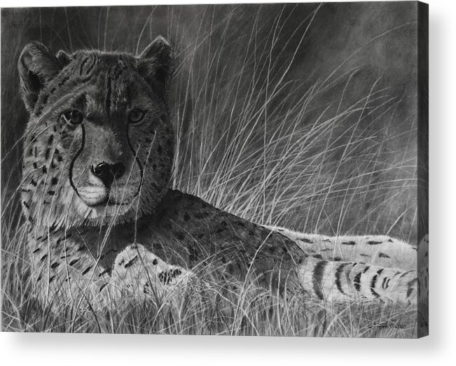 Cheetah Acrylic Print featuring the drawing Savannah by Greg Fox