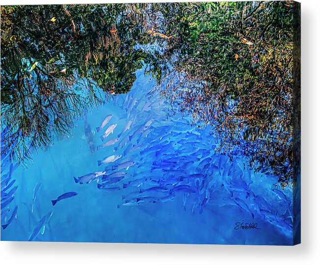 Fish Acrylic Print featuring the photograph School Daze of Fishes by Shara Abel