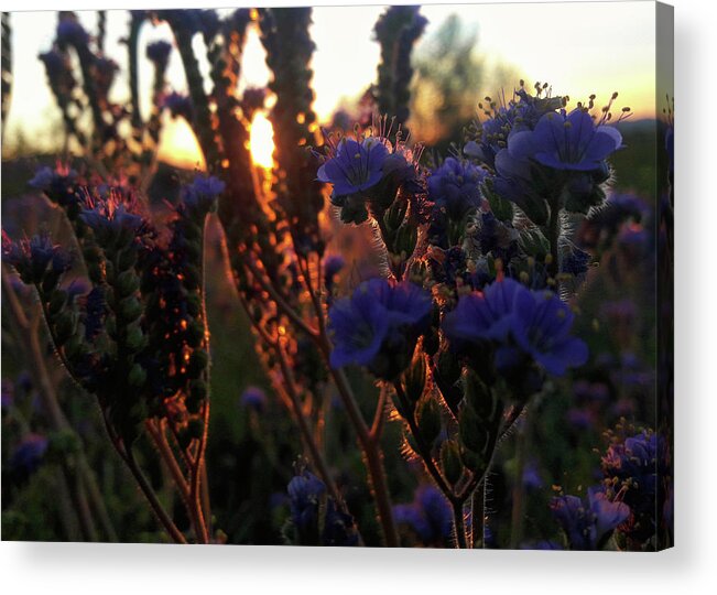Arizona Wildflowers Acrylic Print featuring the photograph Scorpion Weed Sunset by Gene Taylor