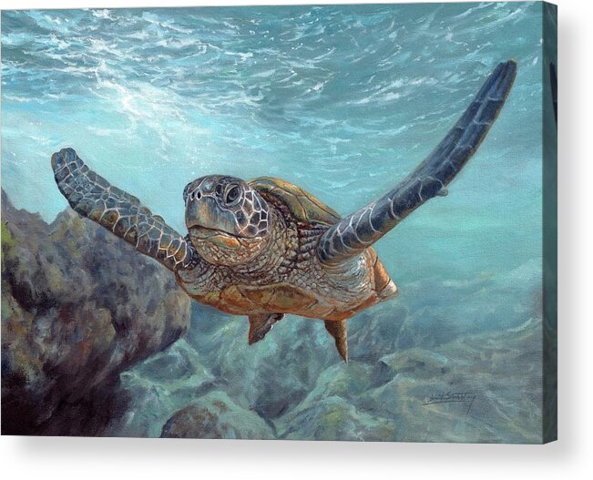Sea Turtle Acrylic Print featuring the painting Sea Diver by David Stribbling