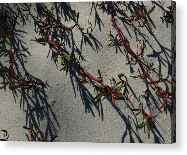 Aizoaceae Acrylic Print featuring the photograph Sea Purslane Abstract by Maryse Jansen