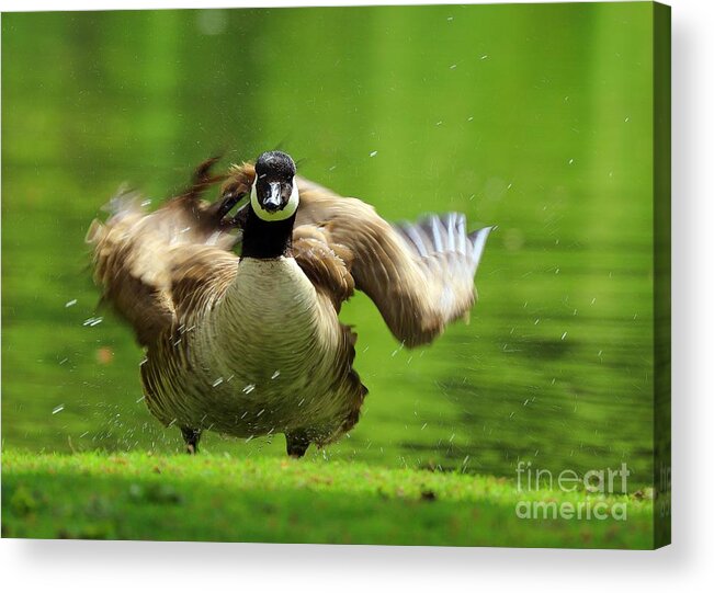 Canada Goose Acrylic Print featuring the photograph Shake It Off by Kimberly Furey