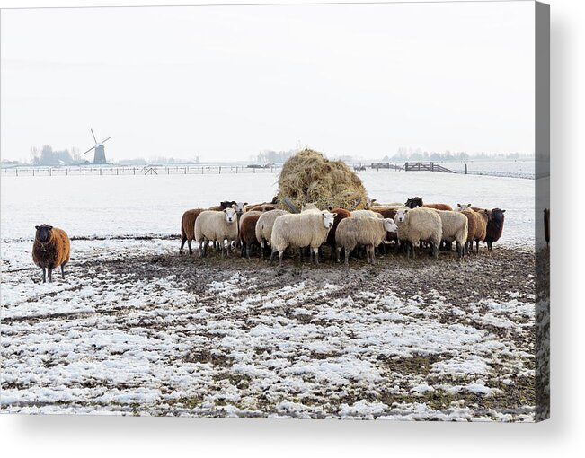 Netherlands Acrylic Print featuring the photograph Sheep in Winter by Maria Meester