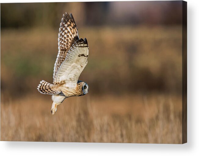 Short-eared Owl Acrylic Print featuring the photograph Short-Eared Owl flight by Terry Dadswell