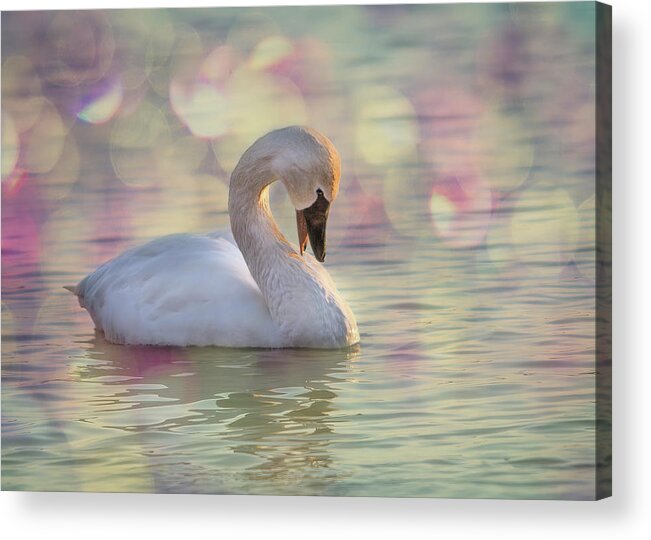 Bashful Acrylic Print featuring the photograph Shy Swan by Patti Deters