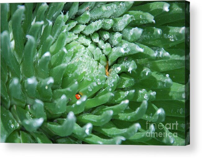 Argyroxiphium Sandwicense Acrylic Print featuring the photograph Silversword with Ladybug on an Icy Morning by Nancy Gleason