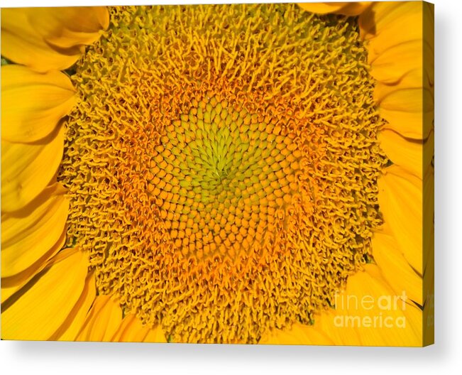 Flower Acrylic Print featuring the photograph Smart Happy Sunflower by Christina Verdgeline