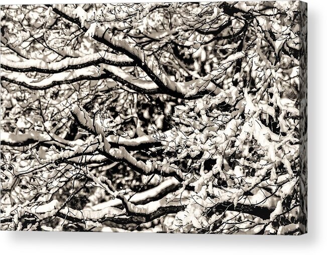 Snow Branch Tree B&w Acrylic Print featuring the photograph Snow Branch by John Linnemeyer