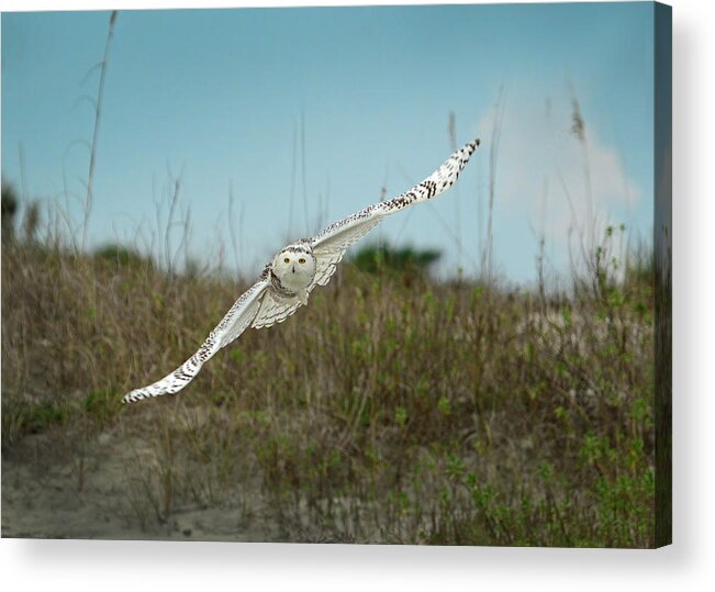 Snowy Owl Acrylic Print featuring the photograph Snowy Owl In Flight by Cindy McIntyre