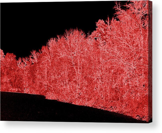 Trees Acrylic Print featuring the photograph Snowy White Limbs with Neon Filter by Ali Baucom