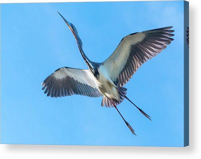Bird Acrylic Print featuring the photograph Soaring Tricolor Heron by Ginger Stein