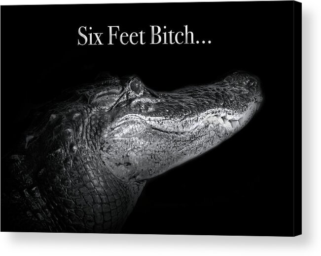 Alligator Acrylic Print featuring the photograph Social Distancing Alligator by Mark Andrew Thomas