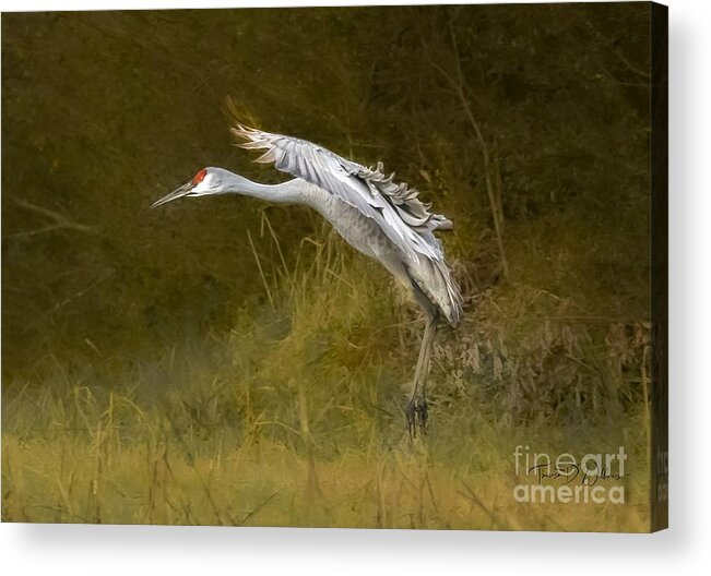 Sandhill Crane Acrylic Print featuring the photograph Soft Landing by Theresa D Williams