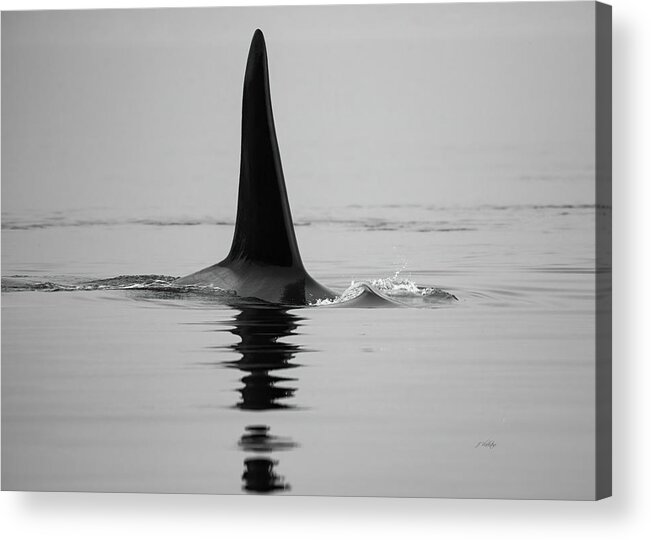 Solo Acrylic Print featuring the photograph Solo - Whale Art by Jordan Blackstone