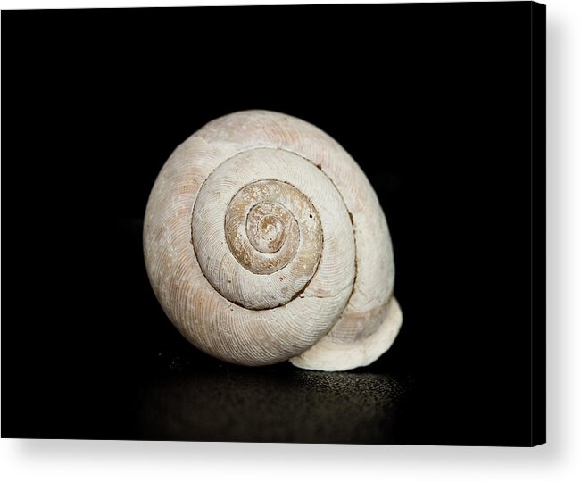 Black Acrylic Print featuring the photograph Spiral Shell by Amelia Pearn