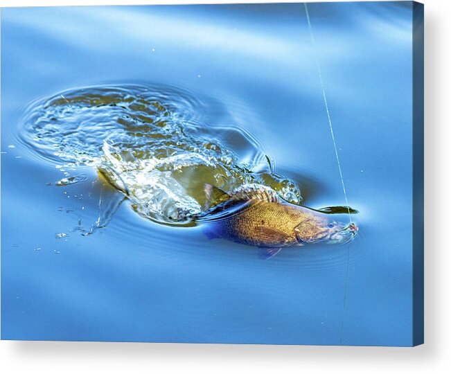 Fish Acrylic Print featuring the photograph Sport Fishing Smallmouth Bass by Amelia Pearn