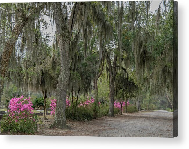 Savannah Acrylic Print featuring the photograph Spring Arrives Early in Savannah by Marcy Wielfaert