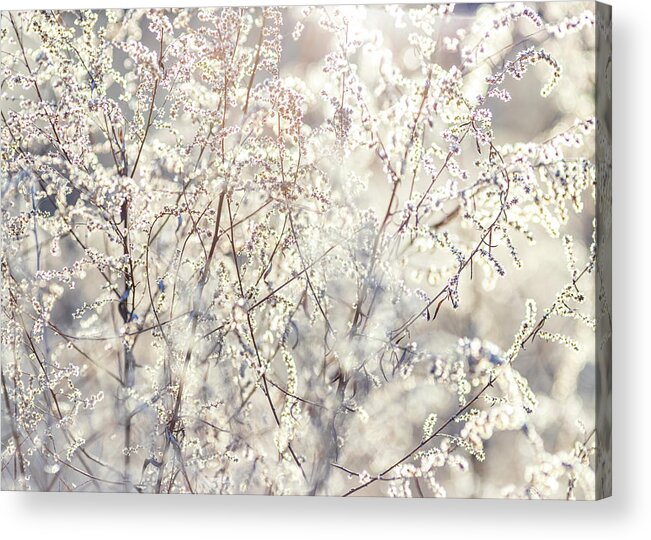 Tree Acrylic Print featuring the photograph Spring Blossoms at Dawn by Amelia Pearn