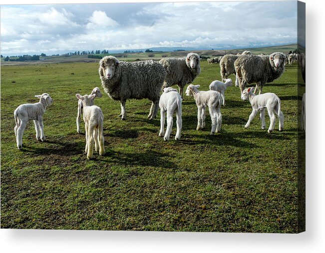 Sheep Acrylic Print featuring the photograph Springtime Babies - High Country Sheep Muster, South Island, New Zealand by Earth And Spirit
