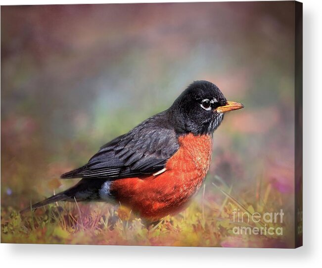 Robin Acrylic Print featuring the photograph Spring Robin by Geraldine DeBoer