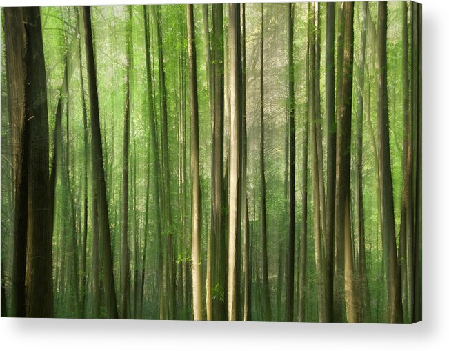 Fine Art Acrylic Print featuring the photograph Springtime Forest by Melissa Southern