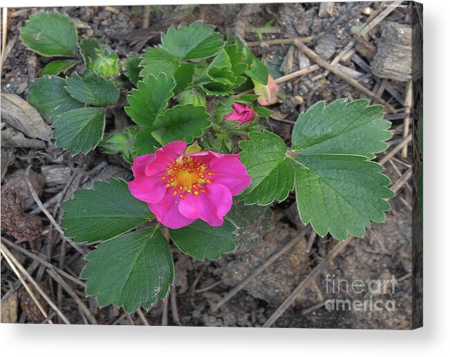 Spring Acrylic Print featuring the photograph Strawberry Flower by PROMedias US