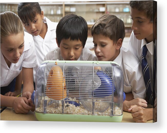 Education Acrylic Print featuring the photograph Students in class with the class pet by OJO Images