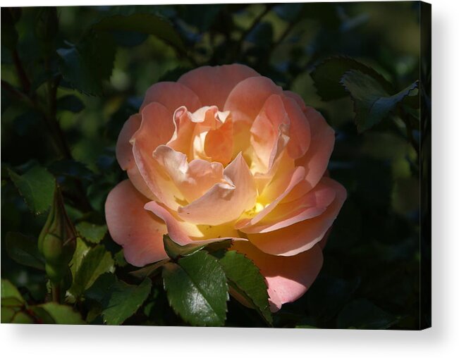  Acrylic Print featuring the photograph Sun-kissed Rose by Heather E Harman