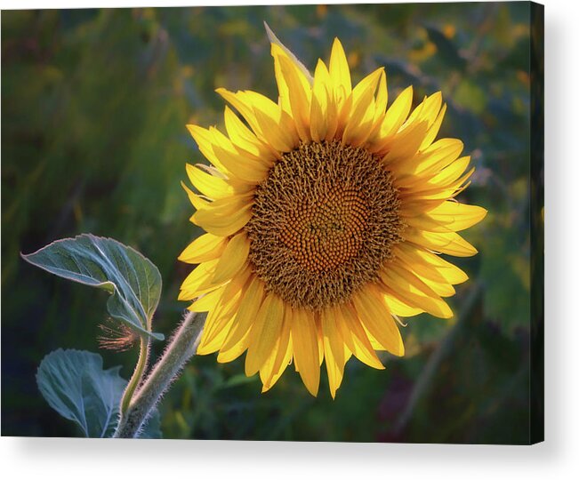 Sunflower Acrylic Print featuring the photograph Sunflower - Facing East by Nikolyn McDonald