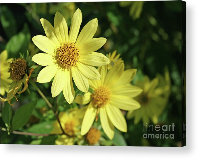 Sunshine Flowers By Norma Appleton Acrylic Print featuring the photograph Sunshine Flowers by Norma Appleton